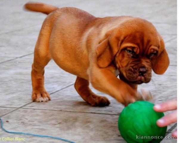 A DONNER Dogues de Bordeaux bien typés