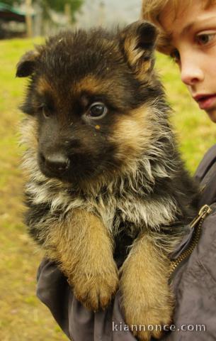 Adoption de mon Chiot Berger allemand femelle