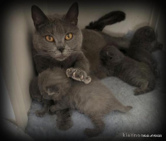 Chatons Chartreux Age de 3 mois