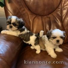 Adorables chiots Shih Tzu 