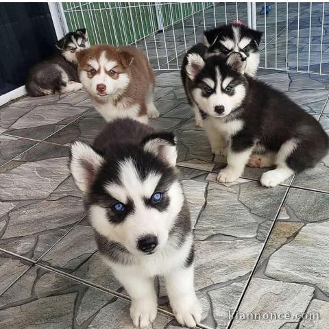 Chiots d’apparence Husky Sibérien