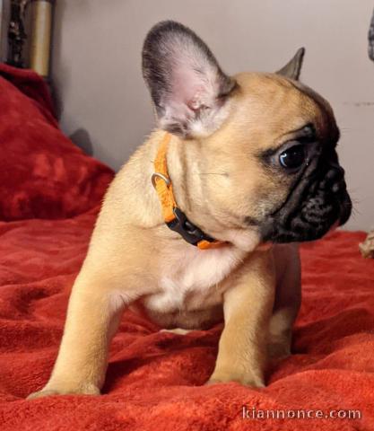 Chiot Bouledogue Français lof a donner