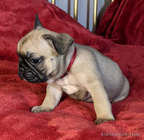 Chiot Bouledogue Français lof a donner