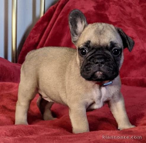 Chiot Bouledogue Français lof a donner