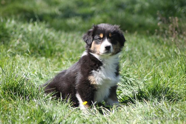 A DONNER Chiot Berger-Australien