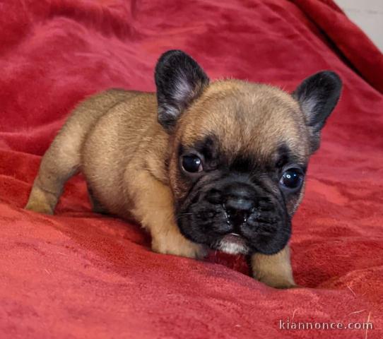 Chiot Bouledogue Français lof a donner