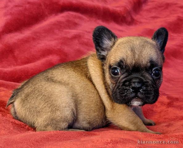 Chiot Bouledogue Français lof a donner