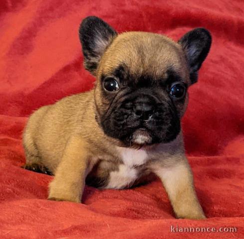 Chiot Bouledogue Français lof a donner