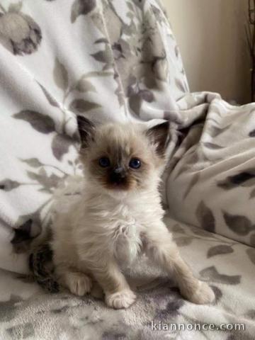 Chatons Ragdoll Disponibles de suite