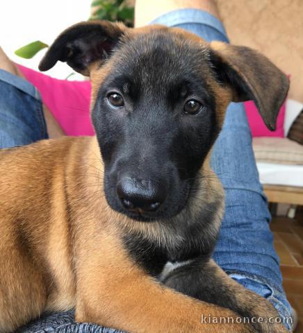 Chiots berger belge malinois 