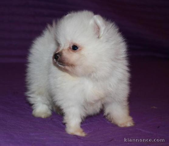 A donner Chiot type Chow Chow femelle