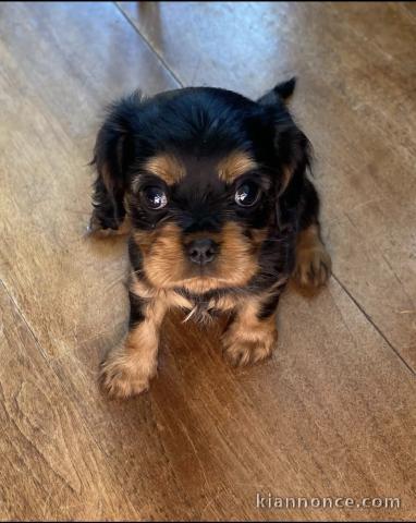 Adorables chiots cavalier disponibles pour adoption.