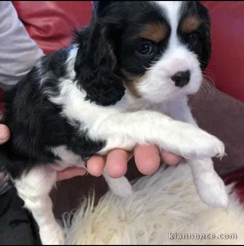 Adorables chiots  disponibles pour adoption.