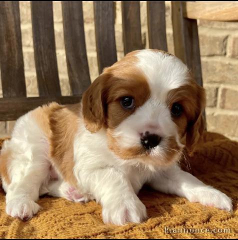 Adorables chiots  disponibles pour adoption.