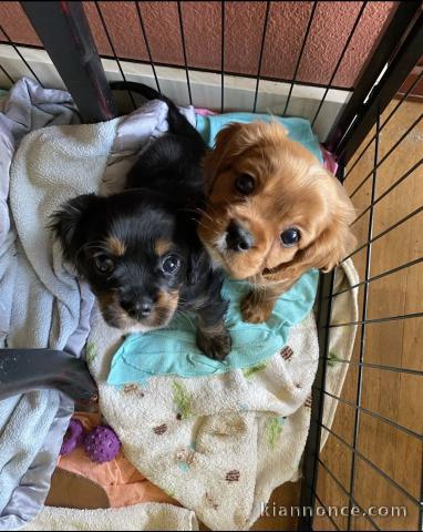 Adorables chiots  disponibles pour adoption.