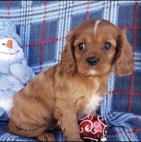 Adorables chiots  disponibles pour adoption.