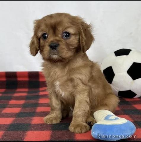 Adorables chiots cavalier king charles disponibles pour adoption.