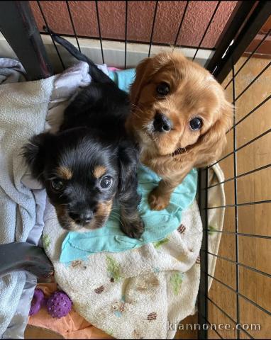 Adorables chiots cavalier king charle disponibles pour adoption.