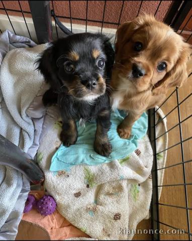 Adorables chiots cavalier king charles disponibles pour adoption.