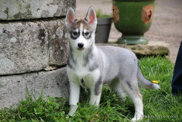 Chiots Siberian Husky,a donner 