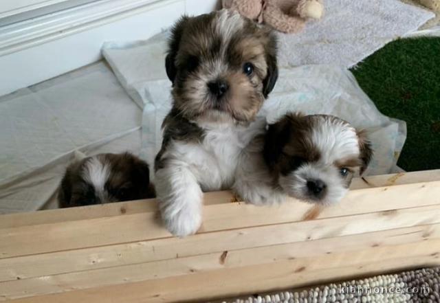 Magnifiques chiots Shih Tzu à donner