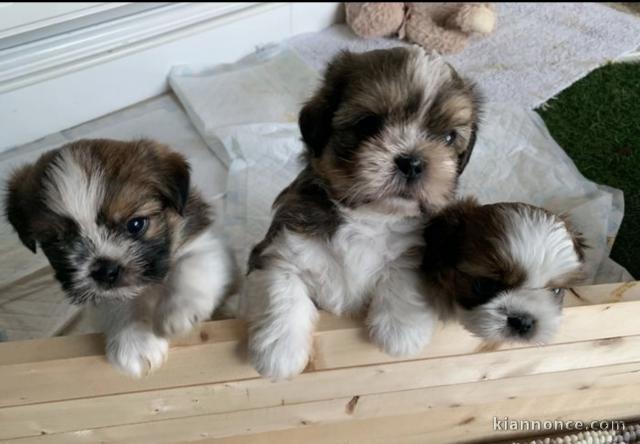 Magnifiques chiots Shih Tzu à donner