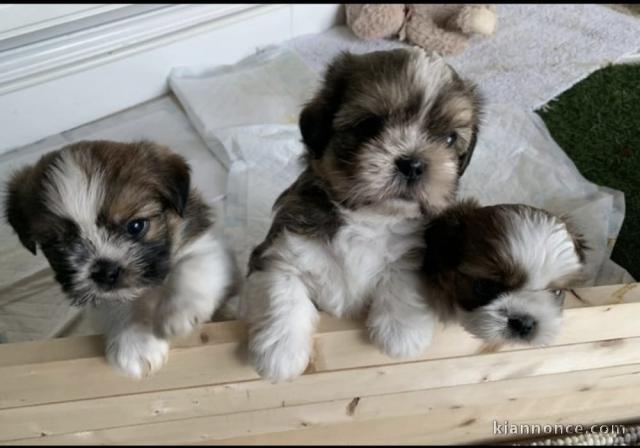 Magnifiques chiots Shih Tzu à donner