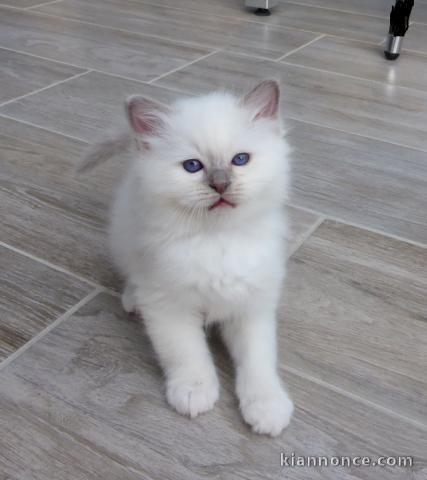 Beaux Chatons Sacré de Birmanie