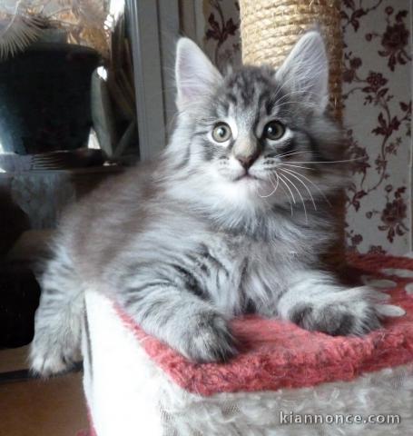 Magnifiques chatons Maine Coon