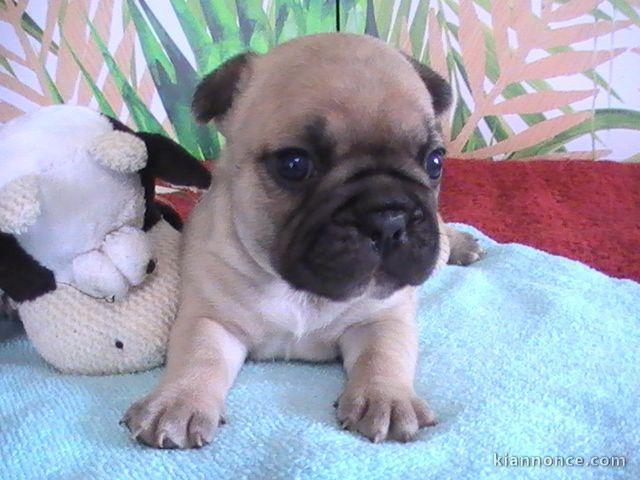 CHIOTS BOULEDOGUE FRANCAIS 