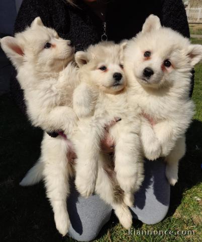 Samoyède chiots à vendre