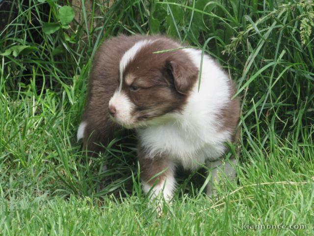 Adorable chiots berger australien