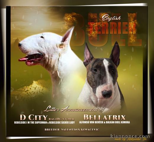 Bull terrier chiots à vendre