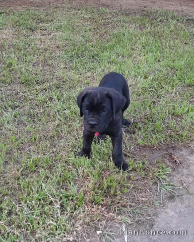 CHIOTS CANE CORSO LOF MONTJOLY