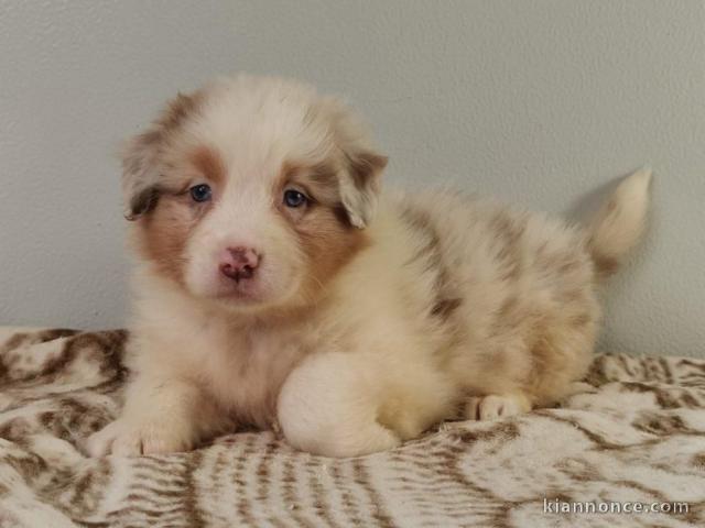 Chiot berger australien femelle bleu merlé