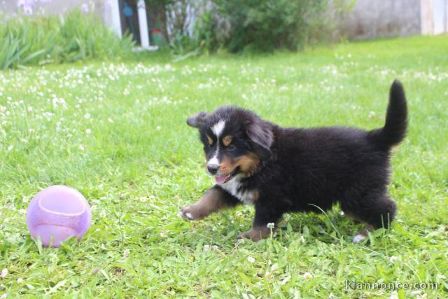 Magnifique chiot bouvier bernons 