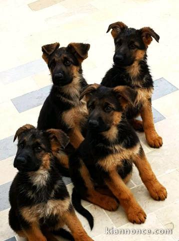 Excellents chiots berger allemand 