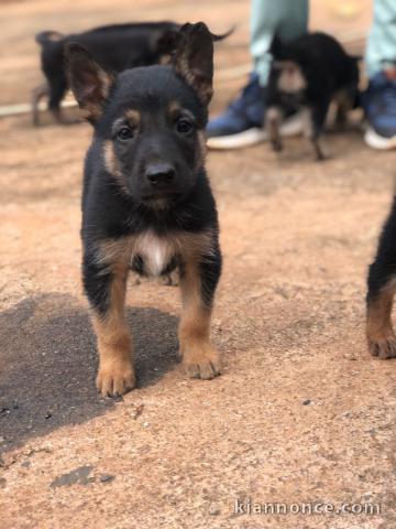 chiots de race disponible