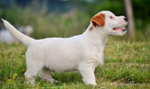 Chiot jack russell lof a donner