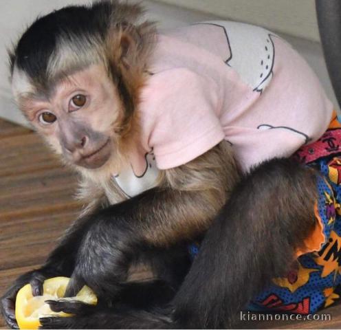 Magnifique Singe En Adoption