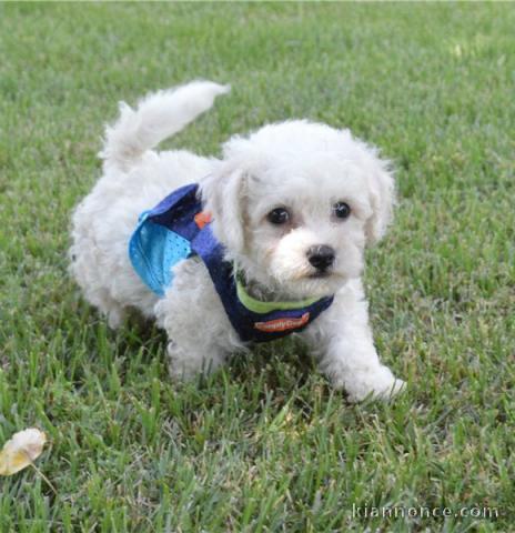 Adorables chiots bichon Frise pour adoption 