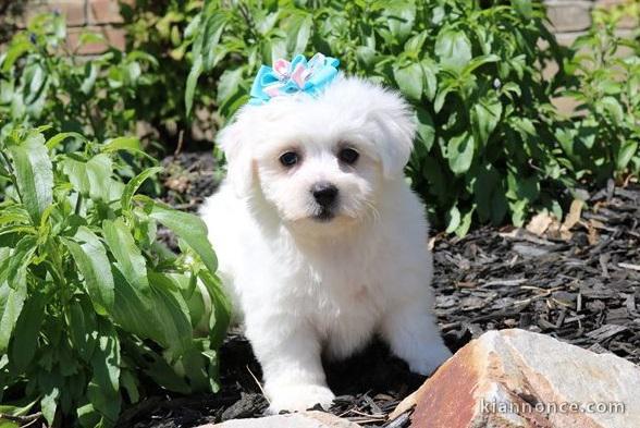 Adorables chiots bichon Frise pour adoption 