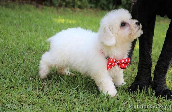 Adorables chiots bichon Frise pour adoption 