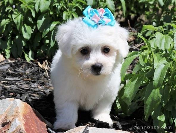 Adorables chiots bichon Frise pour adoption 