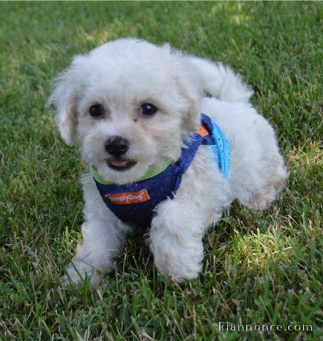 Adorables chiots bichon Frise pour adoption 