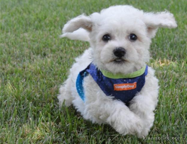 Adorables chiots bichon Frise pour adoption 