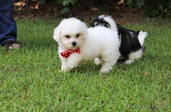 Adorables chiots bichon Frise pour adoption 