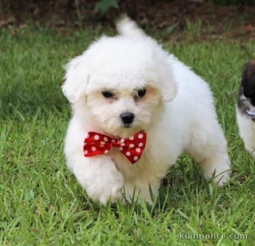 Adorables chiots bichon Frise pour adoption 