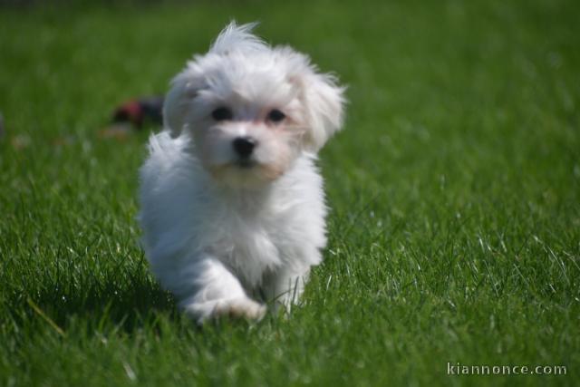 Adorable chiot bichon maltais femelle a donner