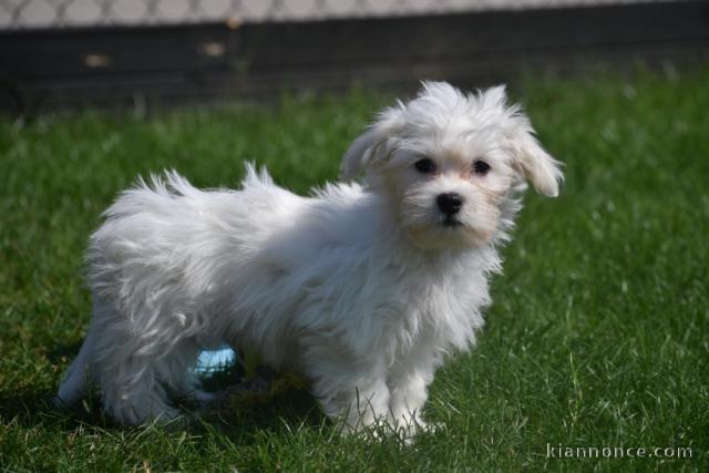 Adorable chiot bichon maltais femelle a donner